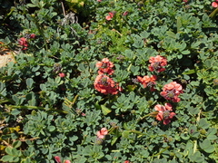 Indigofera porrecta