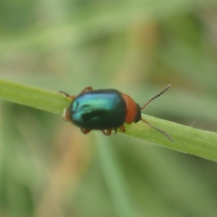 Gastrophysa polygoni