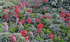 Indigofera tomentosa