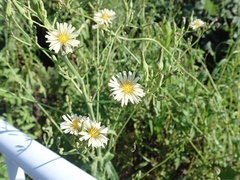 Lactuca indica