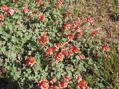 Indigofera tomentosa