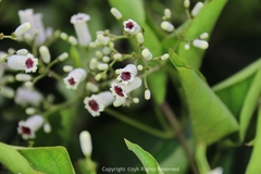 Paederia foetida