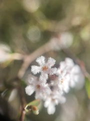 Styphelieae