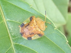 Laccoptera nepalensis