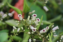 Paederia foetida