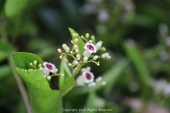Paederia foetida
