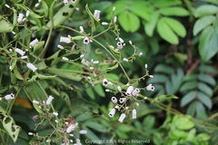Paederia foetida