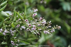 Paederia foetida