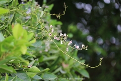 Paederia foetida