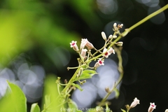 Paederia foetida