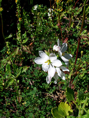Ixia orientalis
