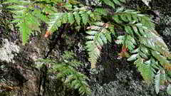 Davallia solida pyxidata