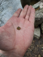 Corbicula fluminalis