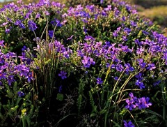 Jamesbrittenia microphylla