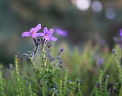 Jamesbrittenia microphylla
