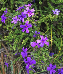 Jamesbrittenia microphylla