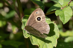 Mycalesis gotama fulginia