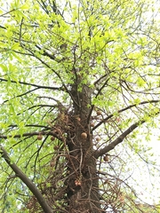 Couroupita guianensis