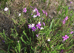 Jamesbrittenia microphylla