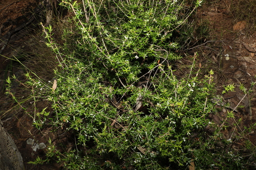 Image of Styphelia trichostyla by (c) Greg Tasney, some rights reserved (CC BY-SA)