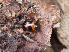 Spiloscapha thallioides