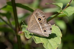 Mycalesis gotama fulginia