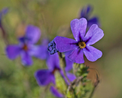 Jamesbrittenia microphylla
