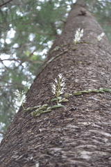 Dendrobium linguiforme