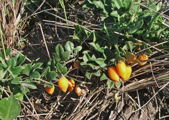 Kedrostis nana