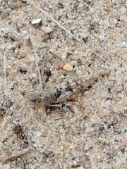 Sphingonotus caerulans