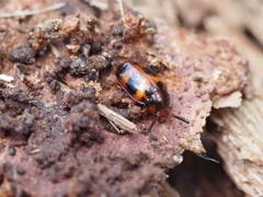 Spiloscapha thallioides
