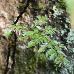 Davallia solida pyxidata