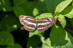 Neptis sappho intermedia