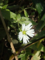 Stellaria radians
