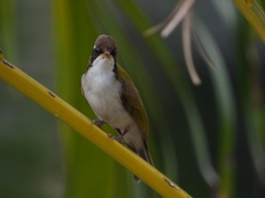 Melithreptus albogularis