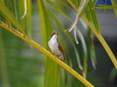 Melithreptus albogularis