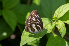 Neptis sappho intermedia