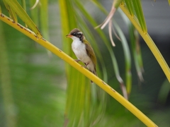 Melithreptus albogularis