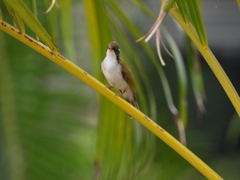 Melithreptus albogularis