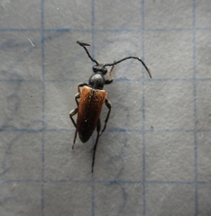 Pseudovadonia livida