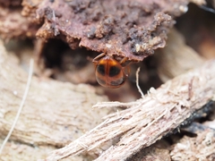 Spiloscapha thallioides