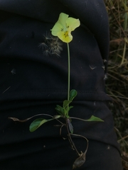 Viola altaica