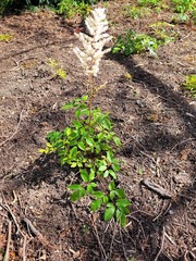 Astilbe japonica