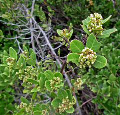 Lauridia tetragona