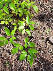 Astilbe japonica