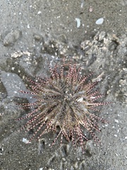 Euechinoidea