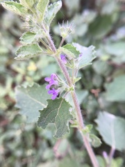 Mesosphaerum suaveolens