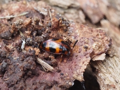 Spiloscapha thallioides