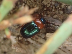 Gastrophysa polygoni