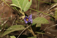 Solanum nemophilum